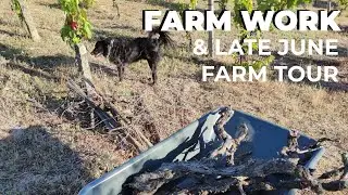 Farm & Trellis Maintenance + Late June Farm Tour | My Central Portugal Farm #31