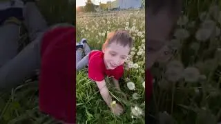 Одуванчики везде!!! #взакат #дуть #одуван
