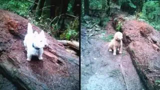 Group Hikes with See Spot Run!! Canine Services January 2016