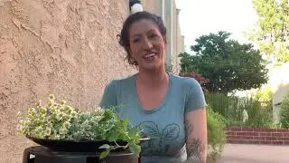 Kids Gardening with Liz Episode 18: Medicinal Herbs