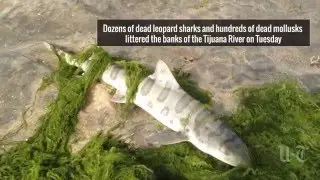 Tijuana River Reopened After Blockage Kills Sharks | San Diego Union-Tribune