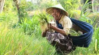 Terang Bulan