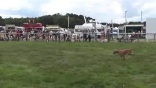 working dog ring challenge for young dogs