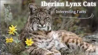 Iberian Lynx Cat Facts || Fun Facts About Iberian Lynx Cats