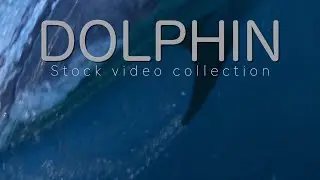 Swim with the Dolphins - Slow Motion Stock Video Collection on Pond5, Shutterstock and Adobe Stock