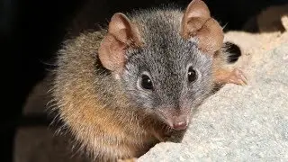 Up close with charismatic Yellow-footed Antechinus &ndash; Capertee Valley