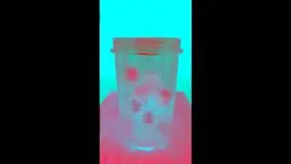 5 Star Oreo Milkshake Shorts In G Major 5