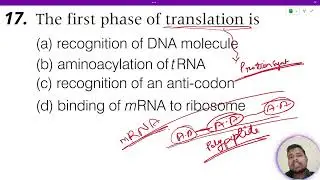 The first phase of translation is: 1. Recognition of DNA molecule 2. Aminoacylation of tRNA