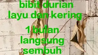 cara mengatasi bibit durian yang layu dan kering