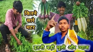 🚜 Matar ki Fasal Ukhadi 🌱 | Gaayon ko Pani Pilaya 🐄💧 | Khet ki Sichai | Village Vlog