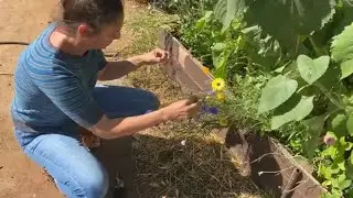 Harvesting Bachelor's Button Seeds AKA Cornflowers