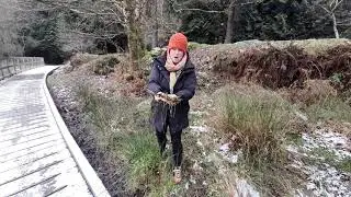 Harvesting  your Reeds or Rushes