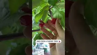 Protect New York City&rsquo;s Community Gardens