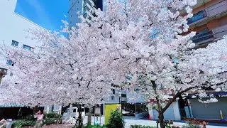 Amanohashidate and Miyama day tour by Klook. Worth it? No?