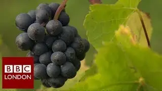 Why London's grapes are doing well - BBC London