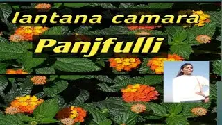 Lantana camara Plant  panjfulli #lantanacamara panjfulli