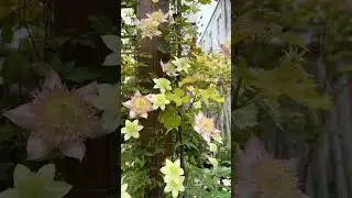 Nature&rsquo;s Calm in My Garden 🌿💚 #gardening #nature #asmr #plants #flower #garden