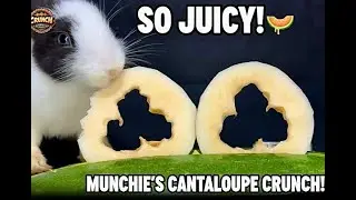 ASMR Bunny Eating Juicy Cantaloupe! 🍈 Crunchy Munchie [4K] | ASMR Bunny Eating