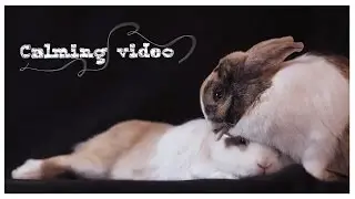 Calming video of bunnies!