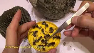 Как Избавиться От Ос? Операция 
