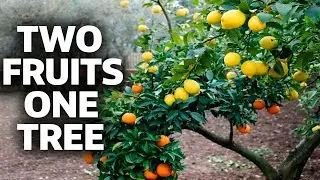 Two Fruits From One Tree Lemon Orange Grafting Technique Exposed