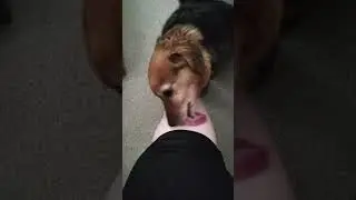 When you're a pet sitter, and your legs become Ollie's favorite hangout spot... and licking post 😆