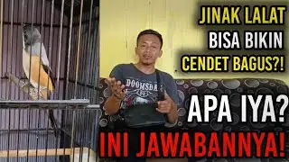 MANFAAT JINAK LALAT /SEMI JINAK UNTUK BURUNG CENDET‼️