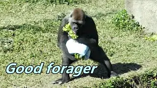 Gorilla moms Iriki and Tayari are good foragers/ Iriki和Tayari是覓食高手