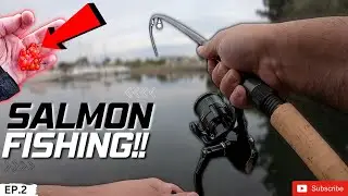 Float Fishing for BIG KING SALMON (Ontario Harbour Shore Fishing)