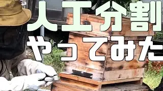１号機　人工分割１回目　ドナドナしました！　２０２２年４月２１日【日本ミツバチ庭先養蜂】【庭先養蜂家】【日本蜜蜂】【庭先養蜂】【か式巣箱】【巣枠式】