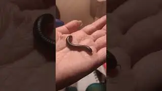Narceus Americanus - American Giant Millipede