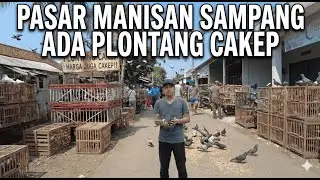 PASAR MANISAN SAMPANG,PLONTANG HARGA NYA PERIH! #merpatirumahan #merpatiku #merpatibagus