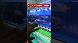 #viral #aquariumfishmarket #fishaquarium #koifishpond #fishing #waterchange #monsterfishtank