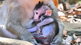 Recently Video Jagger Very Busy to Drink Milk Jinx Mom | BBC Natural Animals