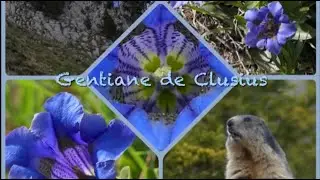La gentiane de Clusius, Gentiana Clusii, Torgon, Valais, Suisse // Switzerland