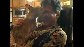 Leon Draper World Famous F1 Savannah Cat & MD! Savannah Cattery