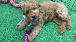 Ava UPDATE - Micro Goldendoodle - Family Bred Puppies