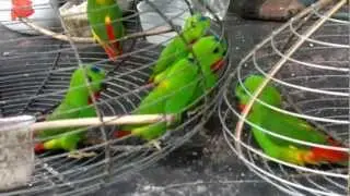 Serindit :Ni lah jaguh jaguhku