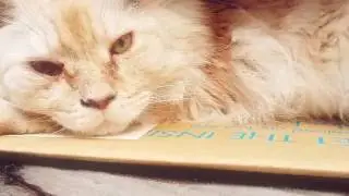 Maine Coon Afternoon nap in a box