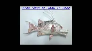Hogfish Fish Mount Taxidermy by Greg Cassell @ FloridaFishMounts,com