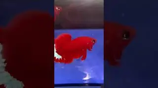 Betta red fancy star (c&oacute; sỉ lẻ)zalo 0814581639