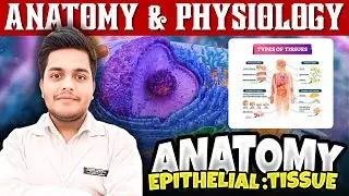 Epithelial Tissue | Types & Location | Anatomy & Physiology | PD Academy Medical|