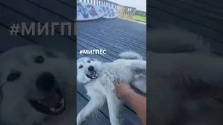 Миг так любит по утрам … #мигпёс #новоеархангельское