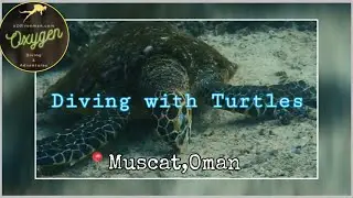 Diving with sea turtles ( fun facts at description below ) Muscat Oman