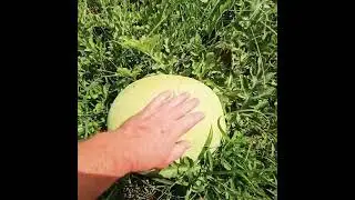 Checking out the Melons!