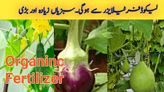 How TO Make easy Organic Liquid Fertilizer  For all Plants at Home/Mariakitchengarden