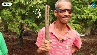 Pequeno produtor teixeirense apostou em adubação orgânica e se deu bem