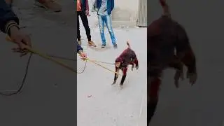 Fun with funny monkey 😝😂🐒#funny​ #funnymonkey​ #shorts