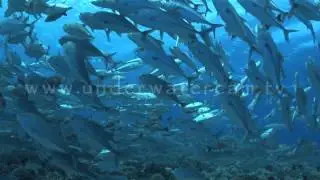 Big eye jack fish circling, backlight shot: stock footage: jack circ009