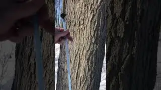 Maple Season is Underway! #shorts